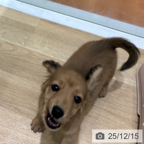 ミニチュア・ダックスフンドの写真