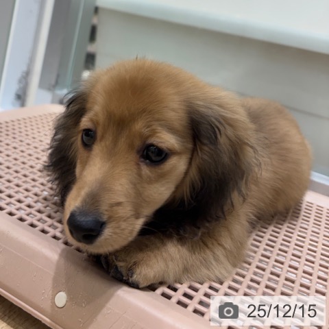 ミニチュア・ダックスフンドの写真