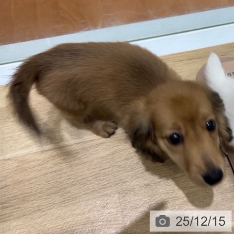 ミニチュア・ダックスフンドの写真