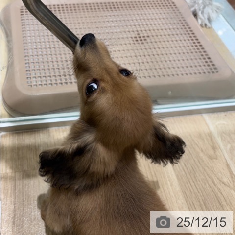 大阪府のミニチュアダックスフンド(ロング) (ペットプラス 四條畷店/2025年10月6日生まれ/女の子/レッド)の子犬の4枚目の画像