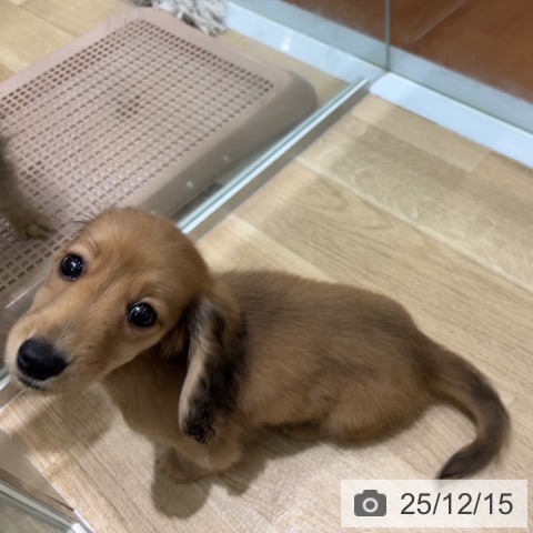 大阪府のミニチュアダックスフンド(ロング) (ペットプラス 四條畷店/2025年10月6日生まれ/女の子/レッド)の子犬の3枚目の画像