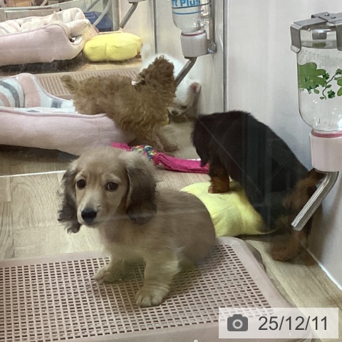 ミニチュア・ダックスフンドの写真