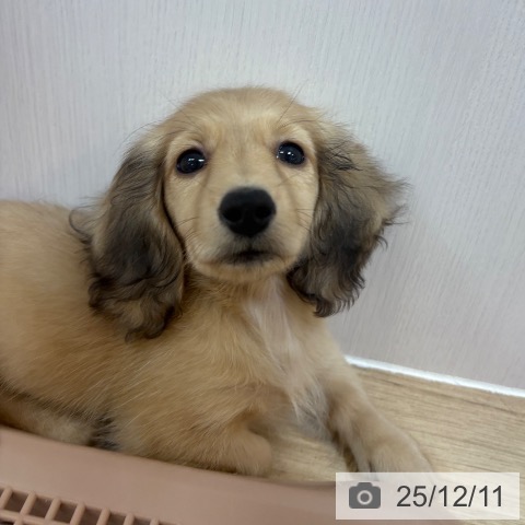 ミニチュア・ダックスフンドの写真