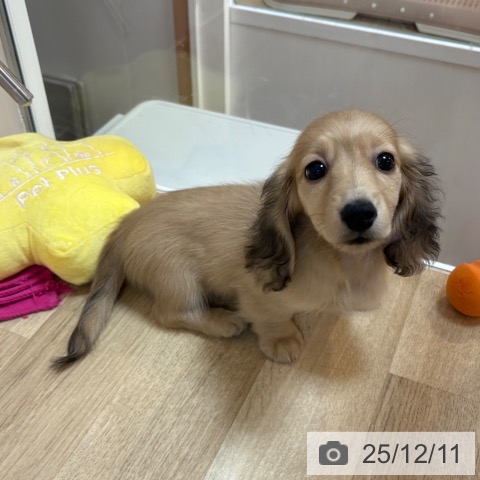 ミニチュア・ダックスフンドの写真