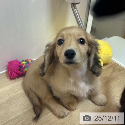 ミニチュア・ダックスフンドの写真