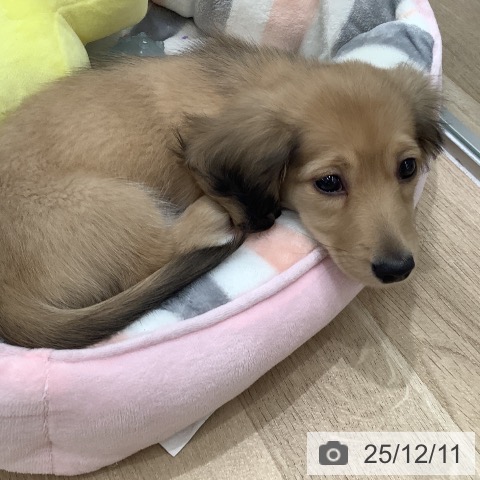 大阪府のミニチュアダックスフンド(ロング) (ペットプラス りんくう泉南店/2025年10月6日生まれ/女の子/イエロー)の子犬の3枚目の画像