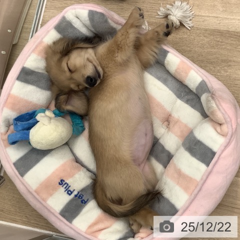 大阪府のミニチュアダックスフンド(ロング) (ペットプラス りんくう泉南店/2025年10月6日生まれ/女の子/イエロー)の子犬の3枚目の画像