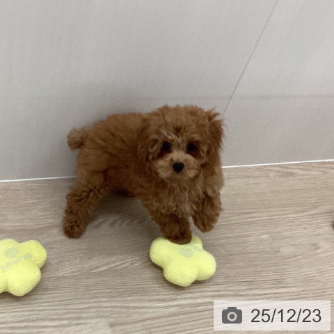 長崎県のトイプードル(トイ) (ペットプラス 長崎店/2025年10月4日生まれ/女の子/レッド)の子犬の4枚目の画像