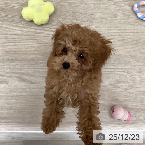 長崎県のトイプードル(トイ) (ペットプラス 長崎店/2025年10月4日生まれ/女の子/レッド)の子犬の3枚目の画像