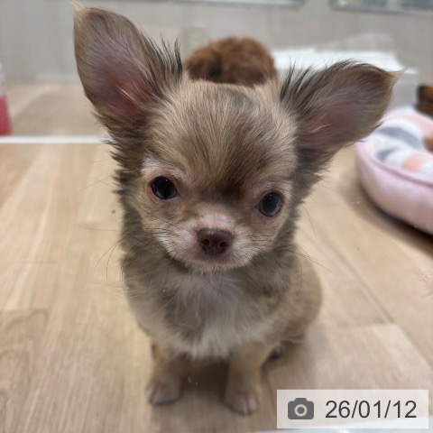 千葉県のチワワ(ロング) (ペットプラス 木更津店/2025年10月8日生まれ/女の子/チョコレートフォーンホワイト)の子犬の4枚目の画像