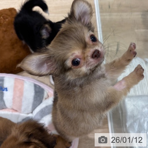 千葉県のチワワ(ロング) (ペットプラス 木更津店/2025年10月8日生まれ/女の子/チョコレートフォーンホワイト)の子犬の3枚目の画像