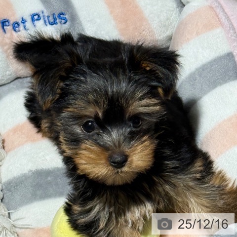 兵庫県のヨークシャーテリア (ペットプラス 神戸三宮店/2025年10月6日生まれ/男の子/スチールブルータン)の子犬の4枚目の画像