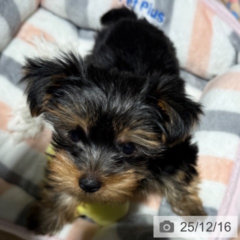 兵庫県のヨークシャーテリア (ペットプラス 神戸三宮店/2025年10月6日生まれ/男の子/スチールブルータン)の子犬の3枚目の画像