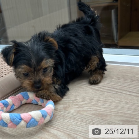 ヨークシャー・テリアの写真