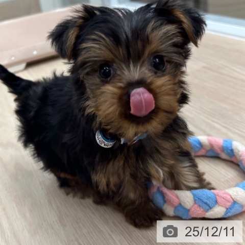 ヨークシャー・テリアの写真