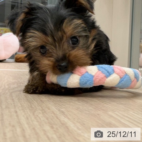 ヨークシャー・テリアの写真