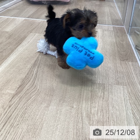 ヨークシャー・テリアの写真