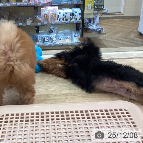 ヨークシャー・テリアの写真