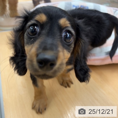 京都府のカニンヘンダックスフンド(ロング) (ペットプラス 醍醐店/2025年10月5日生まれ/男の子/ブラックタン)の子犬の4枚目の画像