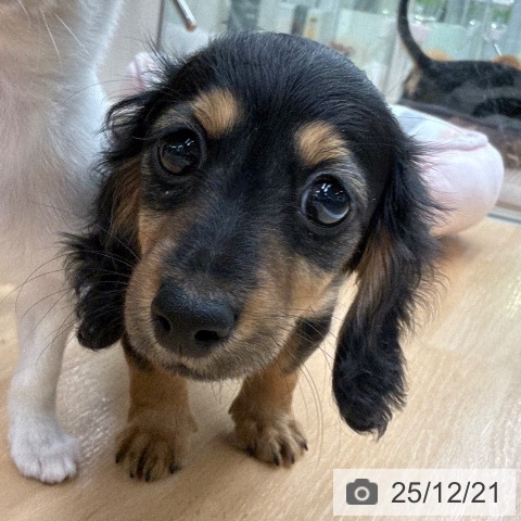 京都府のカニンヘンダックスフンド(ロング) (ペットプラス 醍醐店/2025年10月5日生まれ/男の子/ブラックタン)の子犬の3枚目の画像