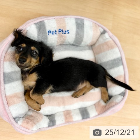 京都府のカニンヘンダックスフンド(ロング) (ペットプラス 醍醐店/2025年10月5日生まれ/男の子/ブラックタン)の子犬の3枚目の画像