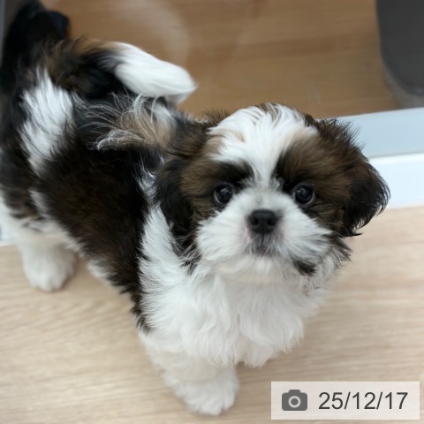 京都府のシーズー (ペットプラス 京都桂川店/2025年10月6日生まれ/男の子/ゴールドホワイト)の子犬の4枚目の画像