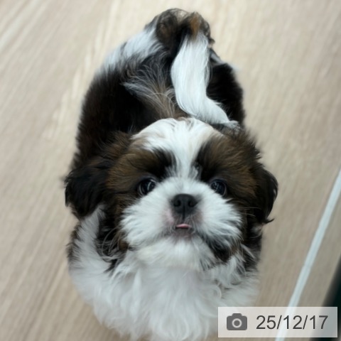 京都府のシーズー (ペットプラス 京都桂川店/2025年10月6日生まれ/男の子/ゴールドホワイト)の子犬の3枚目の画像