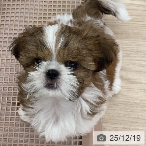 沖縄県のシーズー (ペットプラス 南風原店/2025年10月6日生まれ/女の子/ゴールドホワイト)の子犬の4枚目の画像