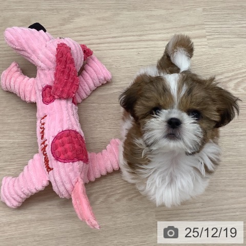 沖縄県のシーズー (ペットプラス 南風原店/2025年10月6日生まれ/女の子/ゴールドホワイト)の子犬の3枚目の画像