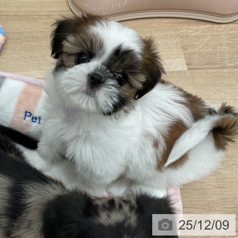 シー・ズーの写真