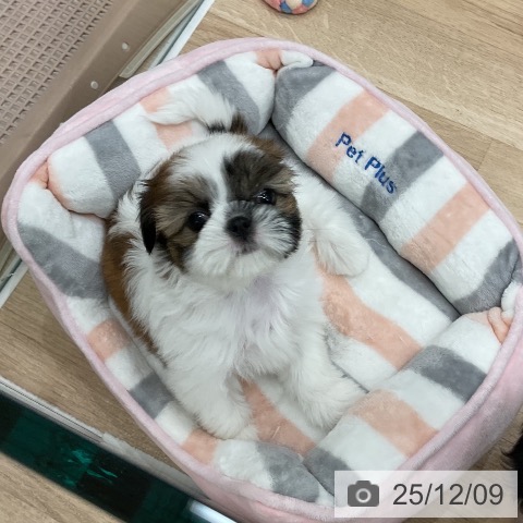 シー・ズーの写真