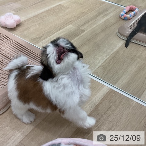 シー・ズーの写真