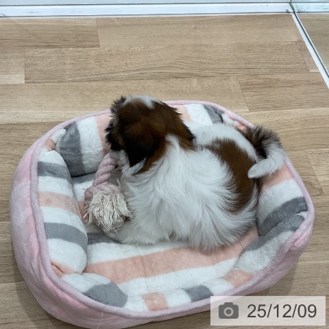 シー・ズーの写真