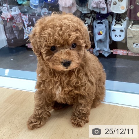 トイ・プードルの写真