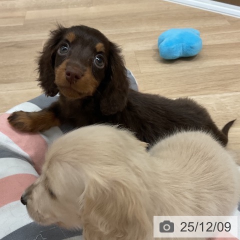 ミニチュア・ダックスフンドの写真