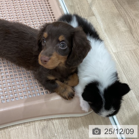 ミニチュア・ダックスフンドの写真