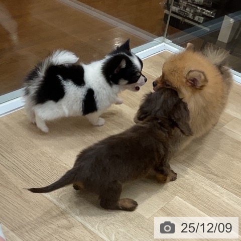 ミニチュア・ダックスフンドの写真