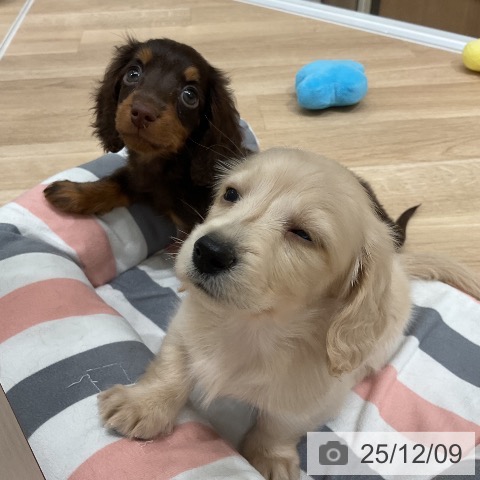 ミニチュア・ダックスフンドの写真