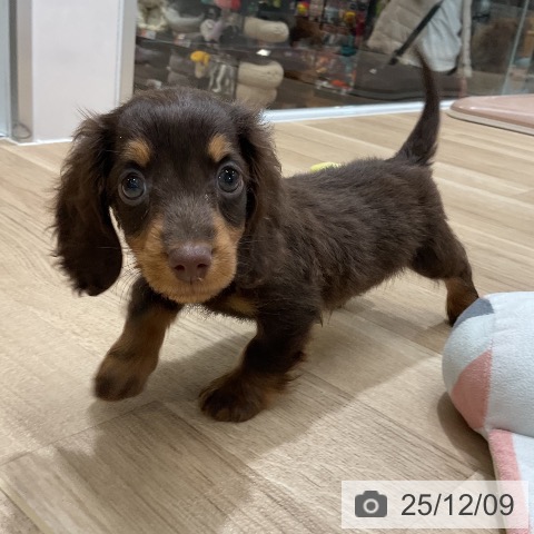 ミニチュア・ダックスフンドの写真