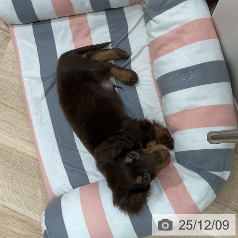 ミニチュア・ダックスフンドの写真