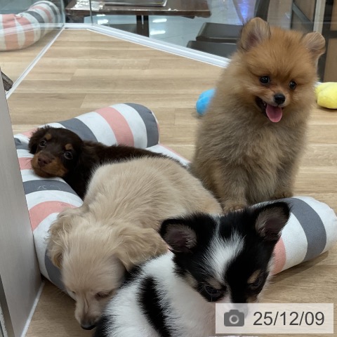 ミニチュア・ダックスフンドの写真