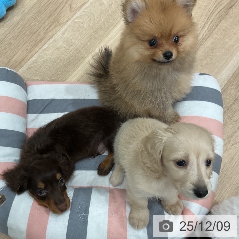 ミニチュア・ダックスフンドの写真