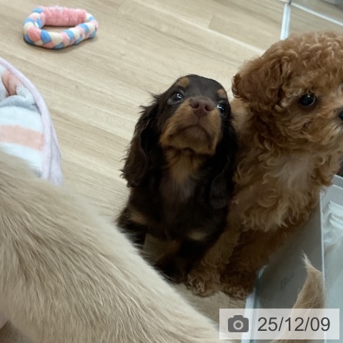 ミニチュア・ダックスフンドの写真