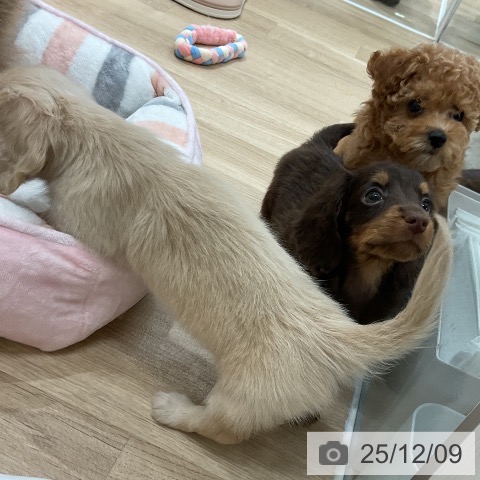 ミニチュア・ダックスフンドの写真