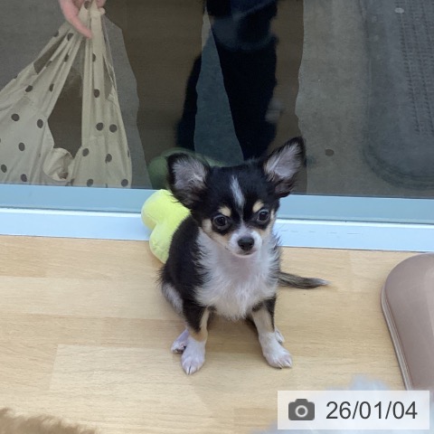 福岡県のチワワ(ロング) (ペットプラス MARK IS 福岡ももち店/2025年10月6日生まれ/男の子/ブラックタンホワイト)の子犬の3枚目の画像