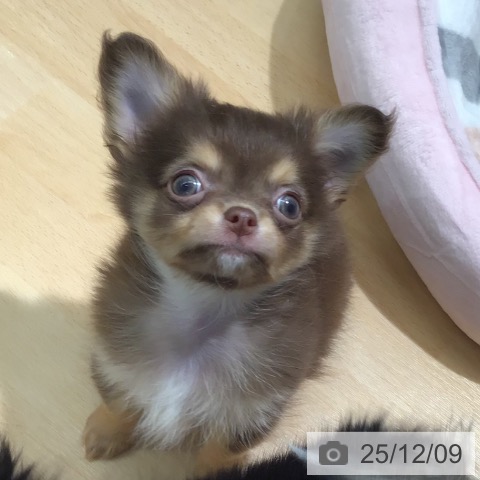 熊本県のチワワ(ロング) (ペットプラス 熊本店/2025年10月6日生まれ/男の子/チョコレートタン)の子犬の3枚目の画像