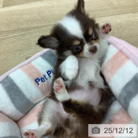 宮崎県のチワワ(ロング) (ペットプラス 宮崎店/2025年10月6日生まれ/男の子/チョコレートタンホワイト)の子犬の4枚目の画像