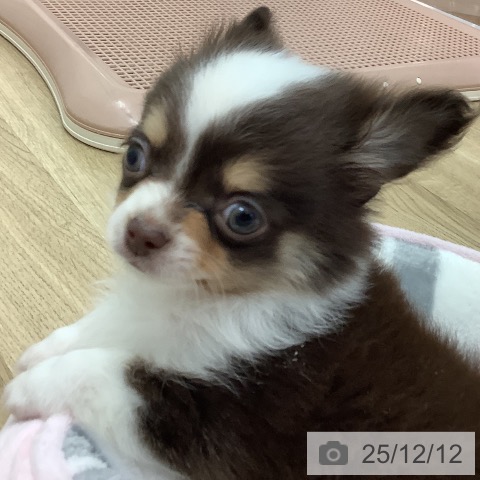 宮崎県のチワワ(ロング) (ペットプラス 宮崎店/2025年10月6日生まれ/男の子/チョコレートタンホワイト)の子犬の3枚目の画像