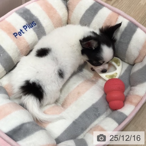 沖縄県のチワワ(ロング) (ペットプラス 沖縄ライカム店/2025年10月7日生まれ/男の子/ホワイトブラックタン)の子犬の4枚目の画像