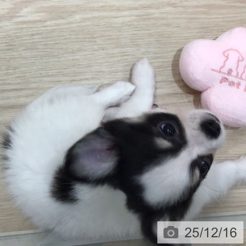 沖縄県のチワワ(ロング) (ペットプラス 沖縄ライカム店/2025年10月7日生まれ/男の子/ホワイトブラックタン)の子犬の3枚目の画像